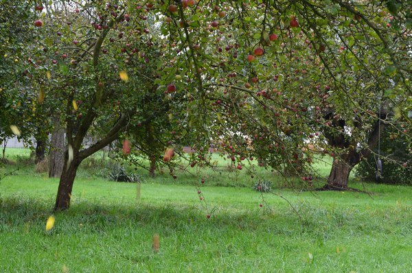 Vom Apfel zum Saft 2014