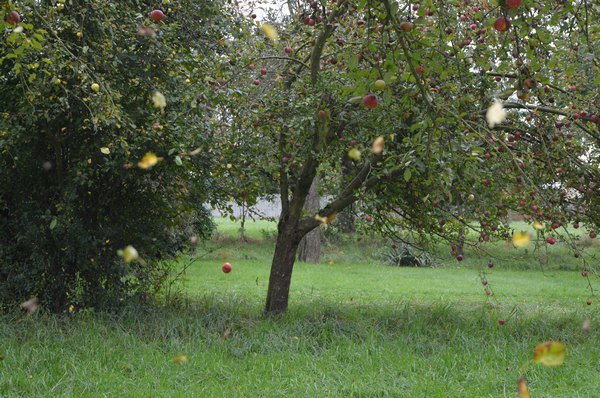 Vom Apfel zum Saft 2014