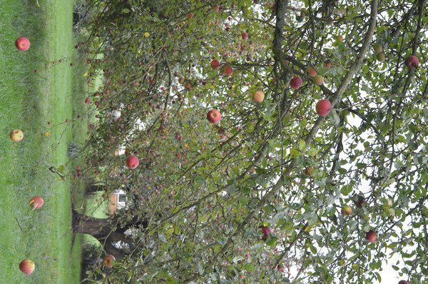 Vom Apfel zum Saft 2014