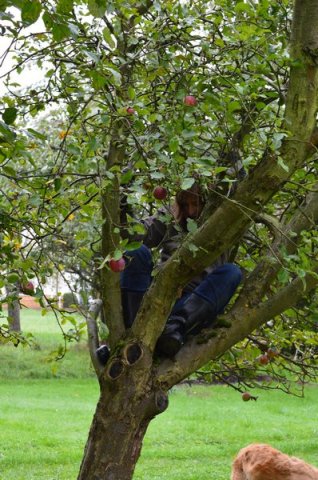 Vom Apfel zum Saft 2014