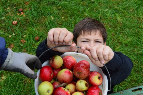 Vom Apfel zum Saft 2014