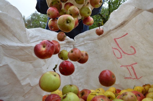 Vom Apfel zum Saft 2014