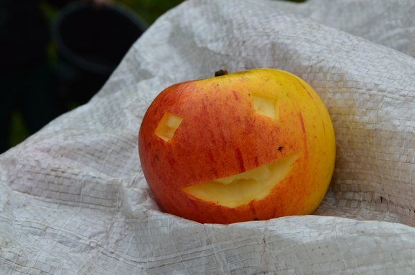 Vom Apfel zum Saft 2014