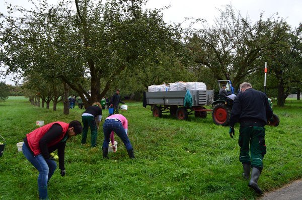 Vom Apfel zum Saft 2014
