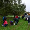 Vom Apfel zum Saft 2014