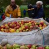 Vom Apfel zum Saft 2014