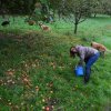 Vom Apfel zum Saft 2014