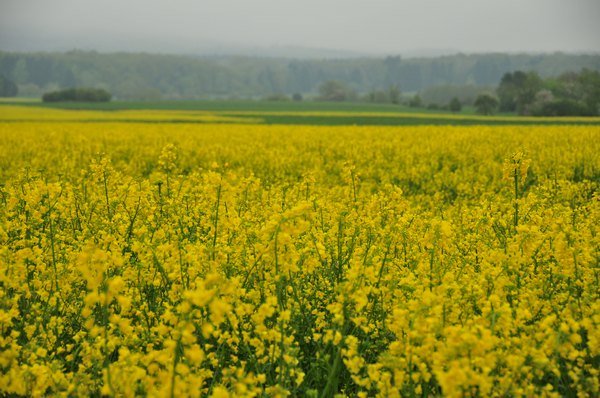 1.Mai Wanderung 2015 - Bilder von Nico