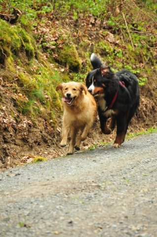 1.Mai Wanderung 2015 - Bilder von Nico